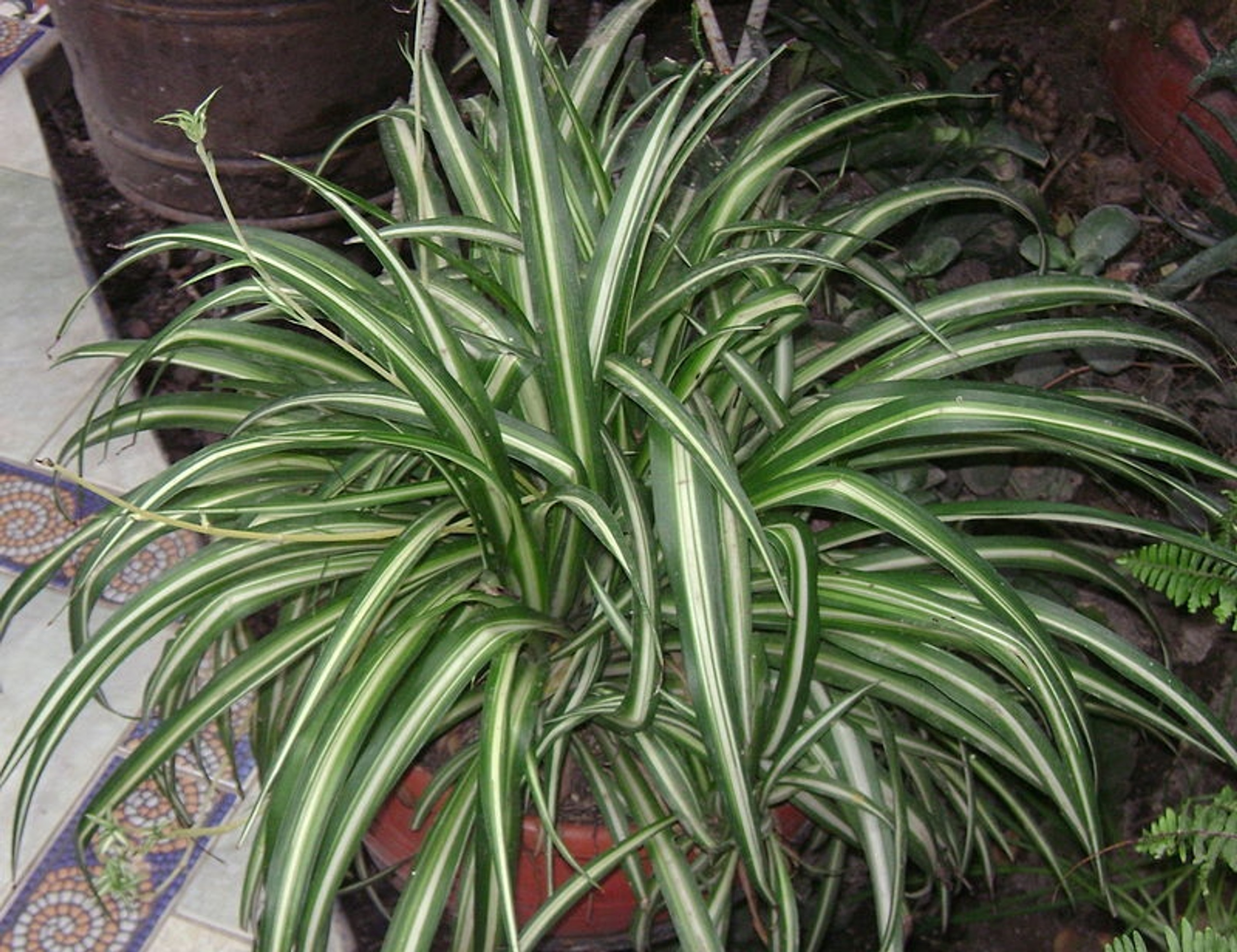 Spider Plant / Airplane Plant Chlorophytum comosum 4” Pot 2