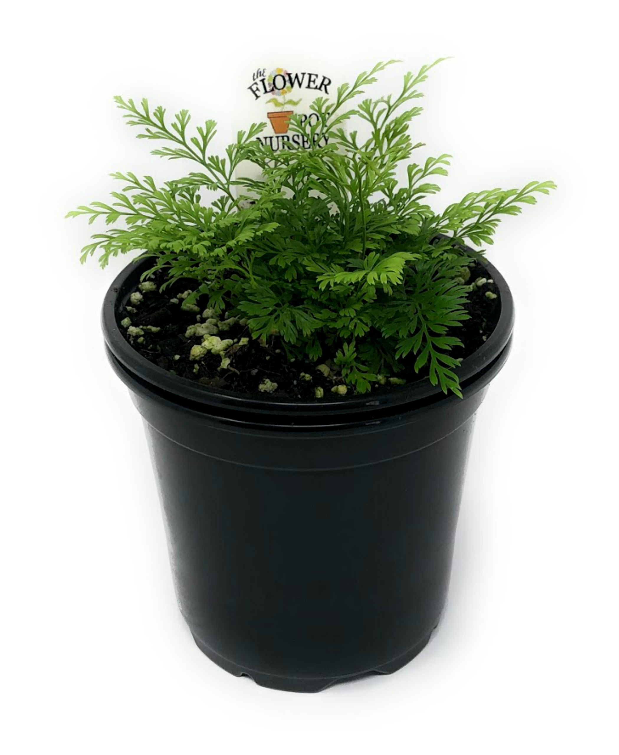 FlowerPotNursery White Rabbit's Foot Fern Davallia (Humata) tyermannii ...