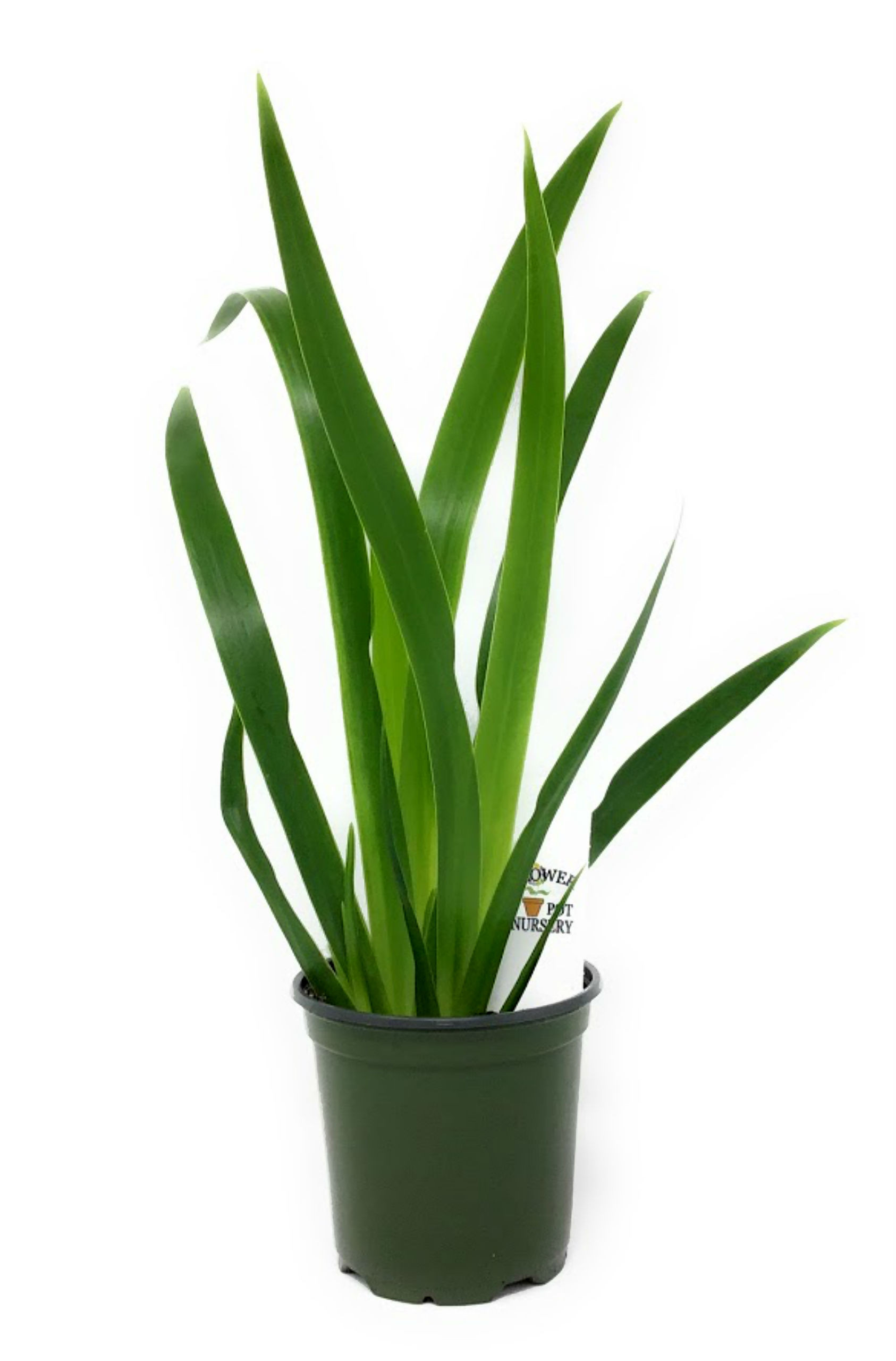 FlowerPotNursery Louisiana White Walking Apostles Iris Neomarica