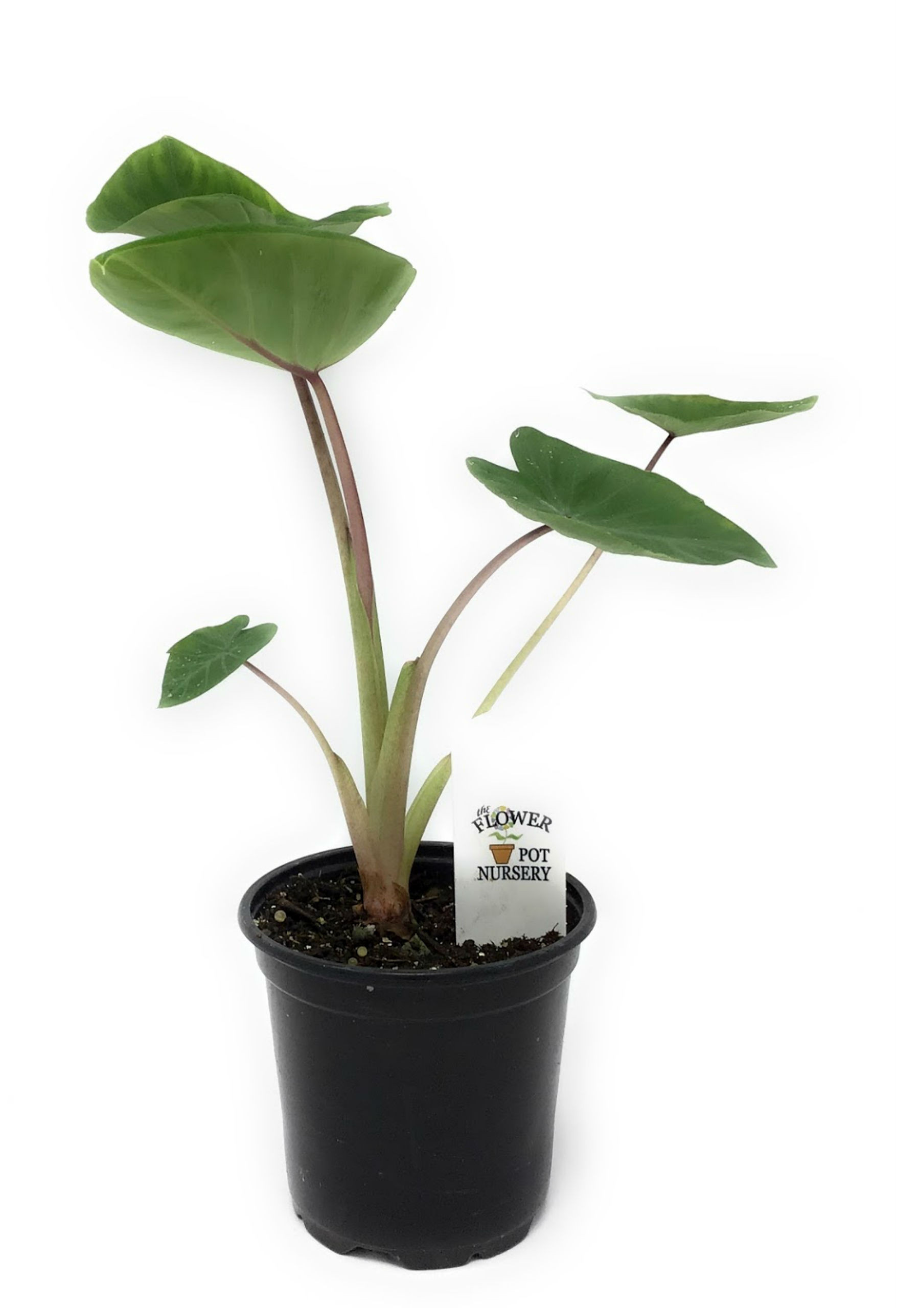 FlowerPotNursery Colocasia Sangria Colocasia sp. Sangria 4" Pot - The