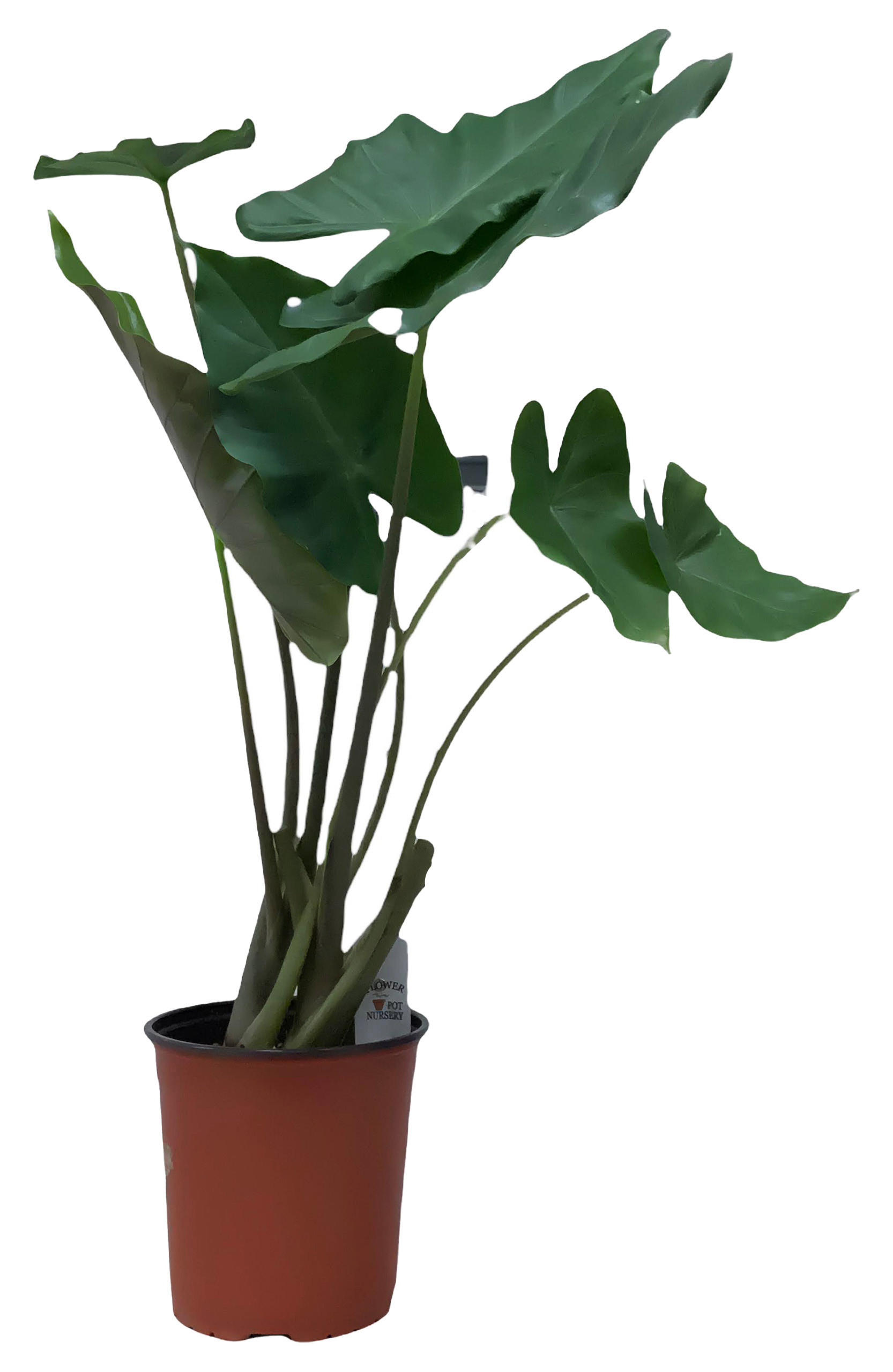 FlowerPotNursery Alocasia Kuching Mask Elephant Ear 1 Gallon Pot The