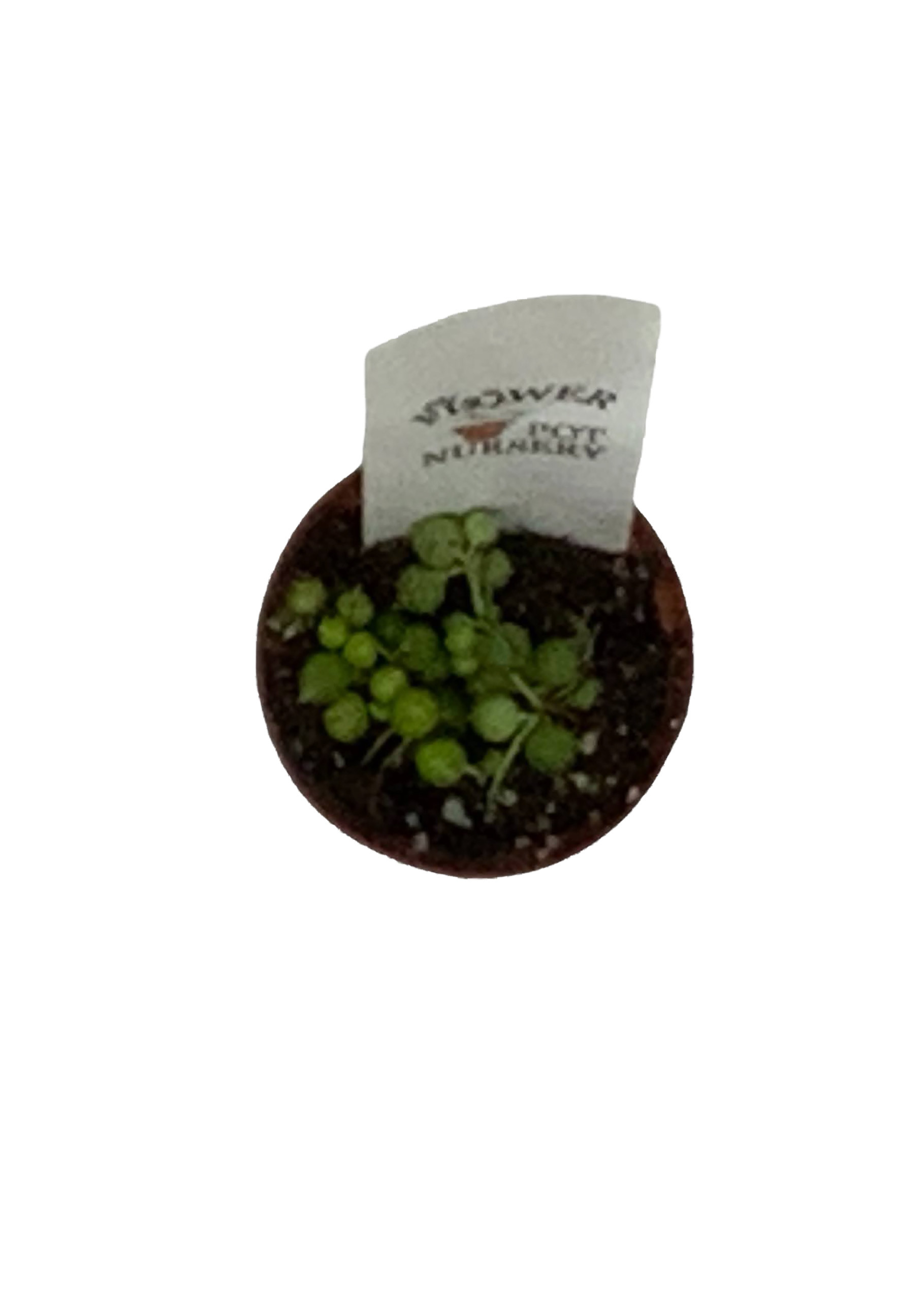 FlowerPotNursery Variegated String of Pearls Senecio rowleyanus