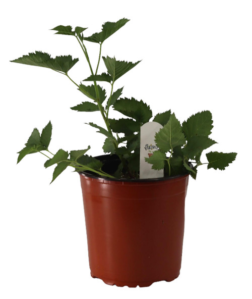 FlowerPotNursery Prime-Ark® Traveler Thornless Blackberry Rubus sp. 1 Gallon