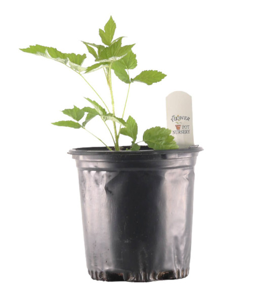 FlowerPotNursery Caroline Red Raspberry Rubus idaeus Caroline 1 Gallon ...