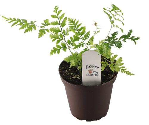FlowerPotNursery Iberia Leather Leaf Fern Rumohra adiantiformis Iberia 4" Pot FlowerPotNursery Iberia Leather Leaf Fern Rumohra adiantiformis Iberia 4" Pot