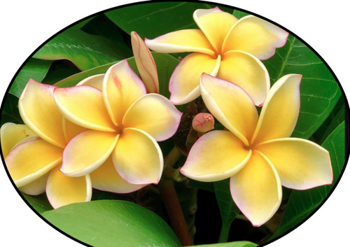 FlowerPotNursery Scott Pratt Plumeria Frangipani r. SP. Bare Root