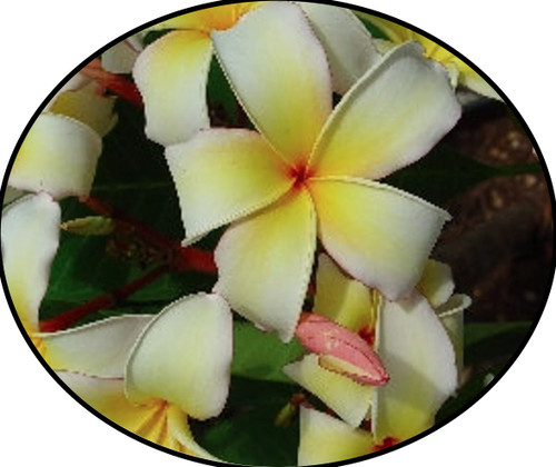 FlowerPotNursery Isabella Plumeria Frangipani r. Isabe. Bare Root 27 inches Tall