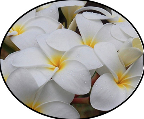 FlowerPotNursery Haustin White Plumeria Frangipani r HW Bare Root 27 inches Tall