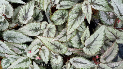 Rex Begonia - Flirty Girl - 4” Pot