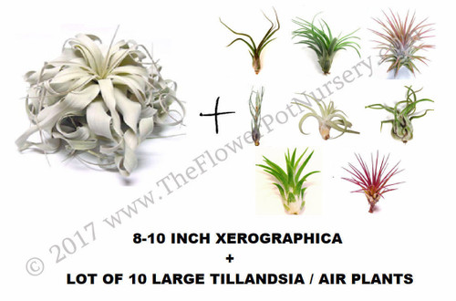 Large 8-10 inch Xerographica and 10 Large Premium assorted Airplants Air Plants
