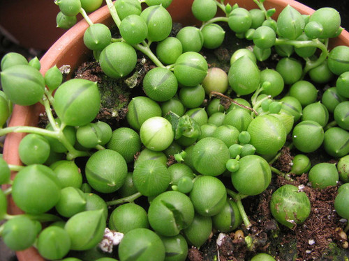 String of Pearls - Senecio rowleyanus - 4” Pot