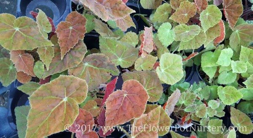 Rex Begonia - Autumn Embers - 4” Pot