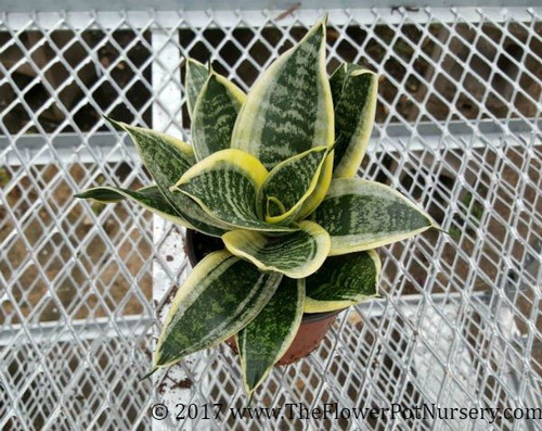 Variegated Sansevieria Sansevieria Trifasciata Golden Hahnii Birds Nest Sa The Flower 