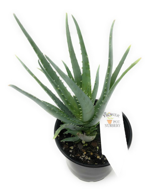 FlowerPotNursery Aloe vera Spineless Hedgehog™ - 4" Pot