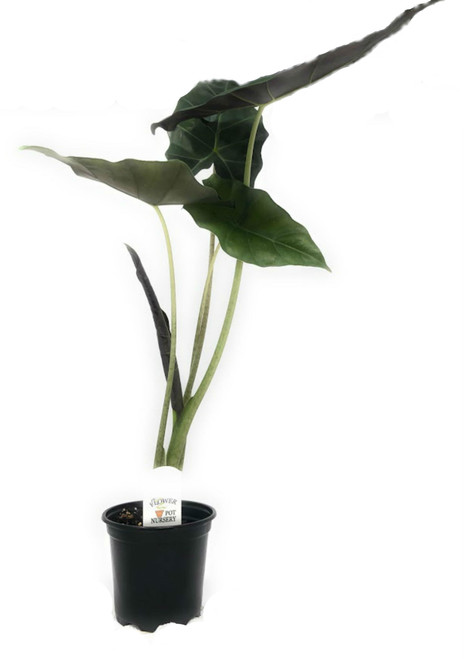 FlowerPotNursery Alocasia Mayan Mask (Elephant Ear) PP#24391 FlowerPotNursery Alocasia Mayan Mask (Elephant Ear) PP#24391