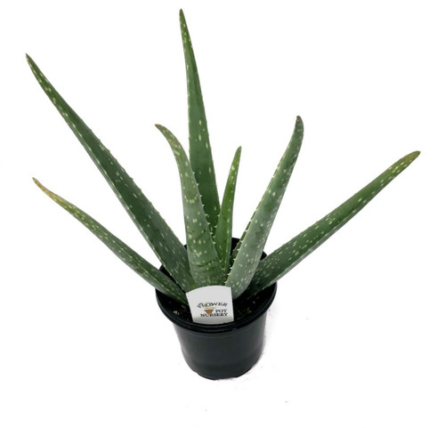FlowerPotNursery Aloe Vera Plant (Medicinal) 4" Pot