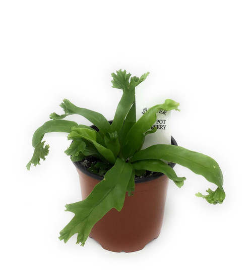 FlowerPotNursery Crested Japanese Birds Nest Fern Asplenium antiquum Leslie 4" Pot