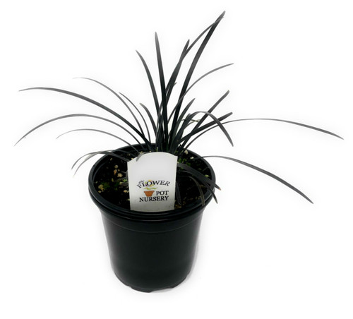 FlowerPotNursery Black Mondo Grass Ophiopogon planiscapus 'Nigrescens' 4" Pot