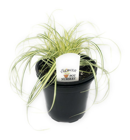 FlowerPotNursery Variegated Japanese Sedge Grass Carex oshimensis Evergold 4" Pot FlowerPotNursery Variegated Japanese Sedge Grass Carex oshimensis Evergold 4" Pot