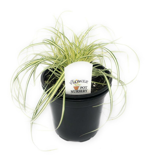 FlowerPotNursery Variegated Japanese Sedge Grass Carex oshimensis Evergold 4" Pot