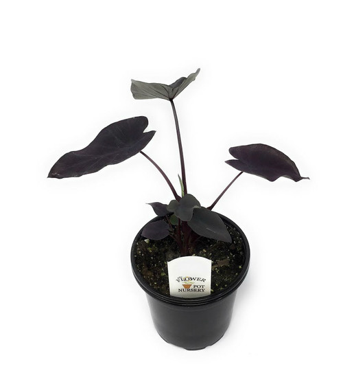 FlowerPotNursery Colocasia Black Ripple Colocasia esculenta Black Ripple 4" Pot FlowerPotNursery Colocasia Black Ripple Colocasia esculenta Black Ripple 4" Pot