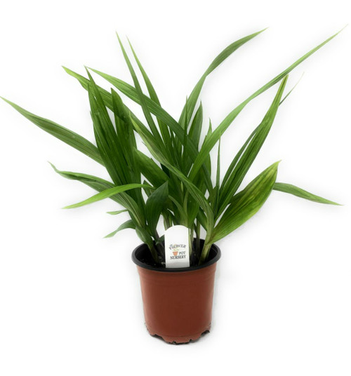 FlowerPotNursery Chinese Ground Orchid Kate Bletilla yokohama Kate 5" Pot