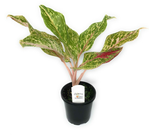 FlowerPotNursery Chinese Evergreen Jazzed Gems Aglaonema sp. Jazzed Gems 4" Pot