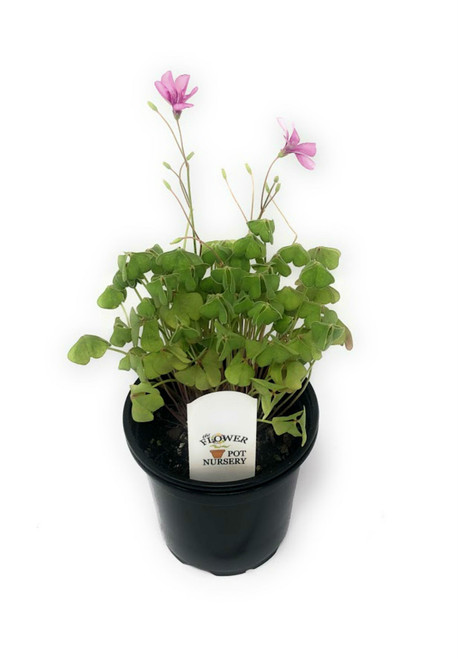 FlowerPotNursery Shamrock Plant Pink Pillow Oxalis articulata Pink Pillow 4" Pot