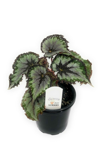 FlowerPotNursery Rex Begonia Plum Paisley PPAF Begonia rex Plum Paisley 4" Pot