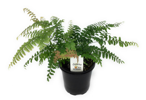 FlowerPotNursery Rosy Maidenhair Adiantum hispidulum 4" Pot