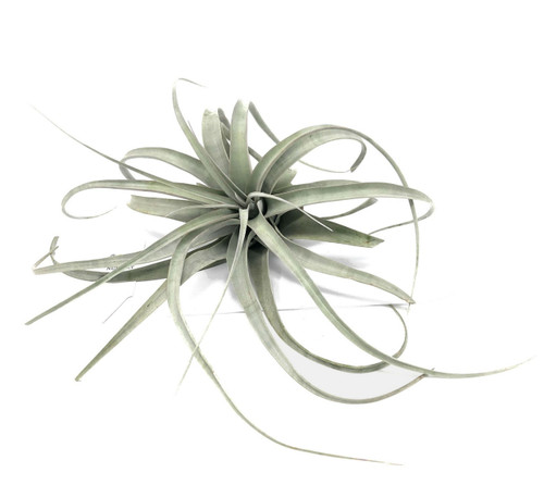 FlowerPotNursery Tillandsia Xerographica Extra Large T. xero Bare Root 12-14"