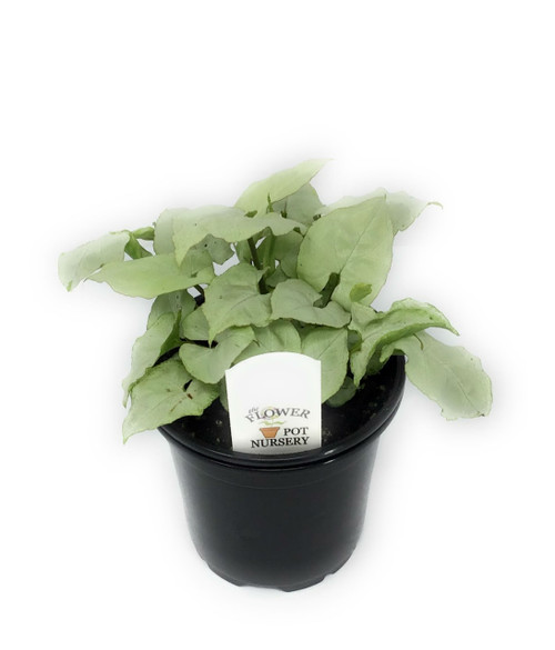 FlowerPotNursery Nephthytis Arrowhead Plant Syngonium sp. Moonshine 4" Pot