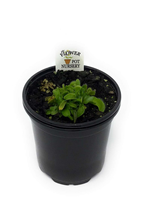 FlowerPotNursery Venus Fly Trap Dente Dionaea muscipula Dente 4" Pot FlowerPotNursery Venus Fly Trap Dente Dionaea muscipula Dente 4" Pot