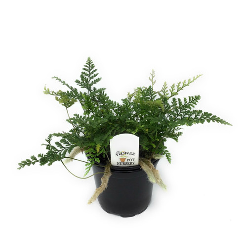 FlowerPotNursery White Rabbit's Foot Fern Davallia (Humata) tyermannii 4" Pot