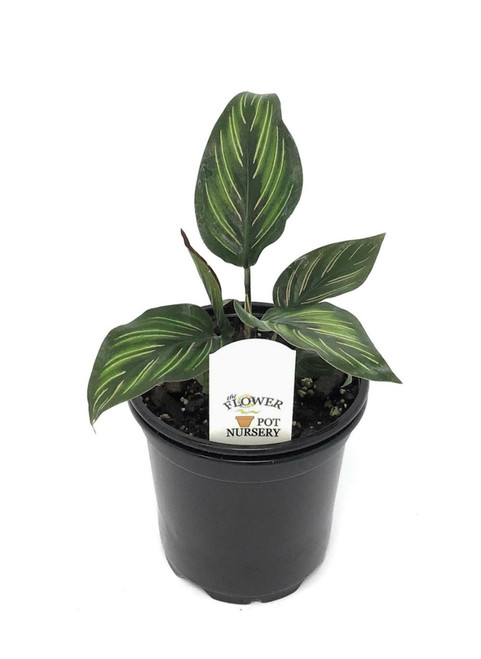 FlowerPotNursery Calathea Beauty Star Calathea Ornata Beauty Star 4" Pot