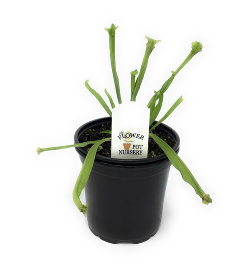 FlowerPotNursery Sarracenia Judith Hindle Sarracenia sp. Judith Hindle 4" Pot FlowerPotNursery Sarracenia Judith Hindle Sarracenia sp. Judith Hindle 4" Pot