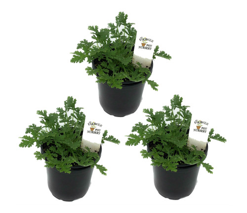 FlowerPotNursery Citronella Mosquito Plant Pelargonium citrosum 4” Pot (3 Pots)