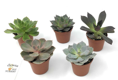 FlowerPotNursery Assorted Echeveria Succulent Echeveria spp. 2” Pot (5 Plants)