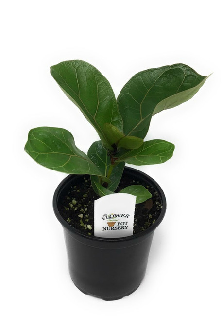 FlowerPotNursery Dwarf Fiddle Leaf Fig Ficus lyrata Bambino 4” Pot