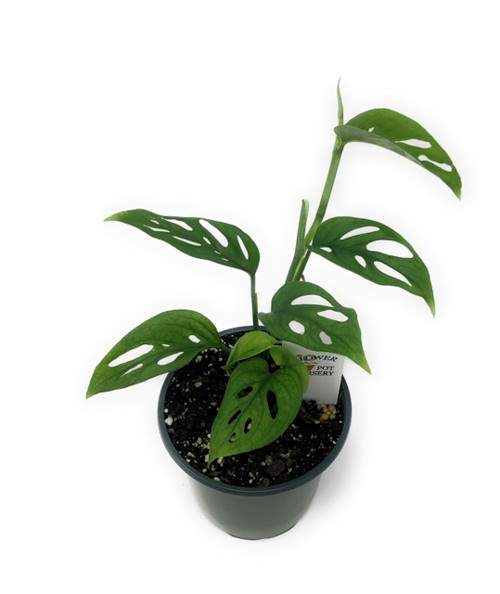 FlowerPotNursery Swiss Cheese Vine Monstera Adansonii 4” Pot