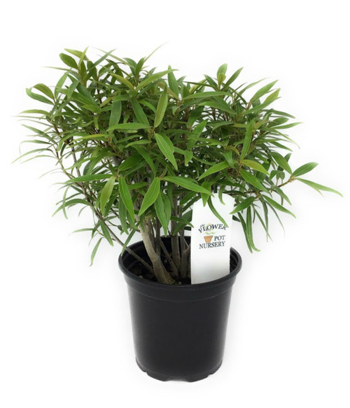 FlowerPotNursery Willow Leaf Fig Bonsai Ficus Ficus salicifolia 4" Pot FlowerPotNursery Willow Leaf Fig Bonsai Ficus Ficus salicifolia 4" Pot