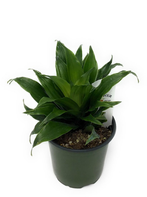 FlowerPotNursery Janet Craig Dracena deremensis Janet Craig Compacta 4" Pot