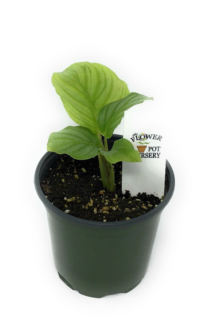 FlowerPotNursery Green Orbifolia Calathea Calathea orbifolia 4" Pot FlowerPotNursery Green Orbifolia Calathea Calathea orbifolia 4" Pot