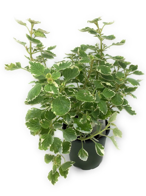 FlowerPotNursery Variegated Cuban Oregano P. amboinicus Variegata 4" Pot FlowerPotNursery Variegated Cuban Oregano P. amboinicus Variegata 4" Pot