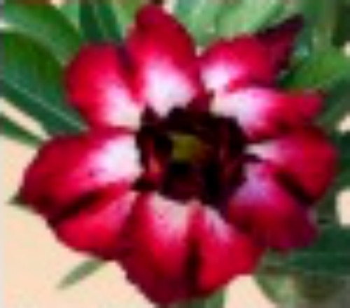 FlowerPotNursery Thai Hybrid Desert Rose Heartfelt Adenium obesum 4" Pot FlowerPotNursery Thai Hybrid Desert Rose Heartfelt Adenium obesum 4" Pot
