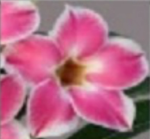 Pink Lip Desert Rose Plant (adenium obesum in 3×2″ Square) – Kens  Philodendrons