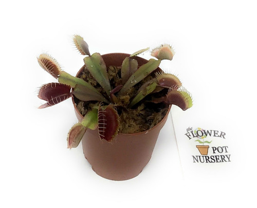 FlowerPotNursery Venus Flytrap Akai Ryu Dionaea muscipula Akai Ryu 2 Inch Pot FlowerPotNursery Venus Flytrap Akai Ryu Dionaea muscipula Akai Ryu 2 Inch Pot