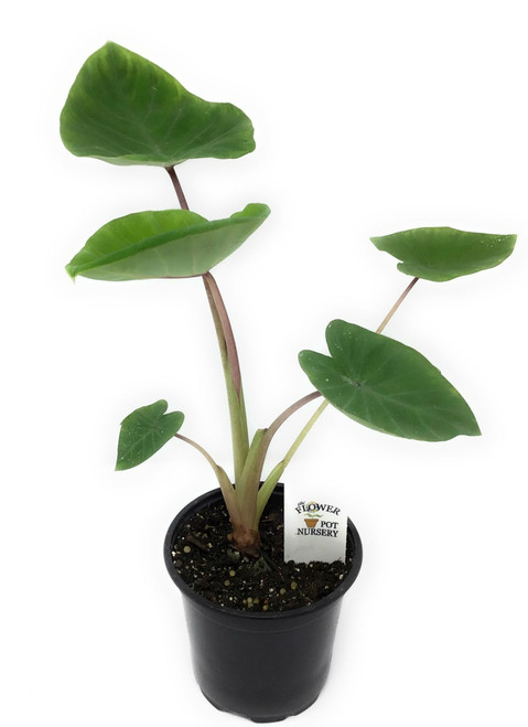 FlowerPotNursery Colocasia Sangria Colocasia sp. Sangria 4" Pot FlowerPotNursery Colocasia Sangria Colocasia sp. Sangria 4" Pot