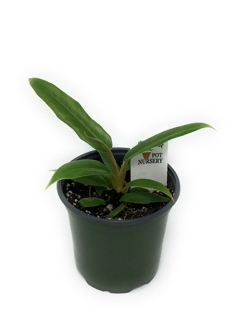 FlowerPotNursery Narrow Leaf Philodendron P. sp. Narrow Leaf 4" Pot