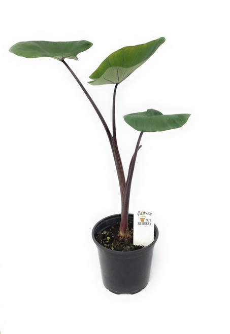 FlowerPotNursery Colocasia Bikini Tini Colocasia sp. Bikini Tini 4" Pot